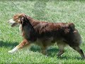Mini Aussie Nationals on Sunday