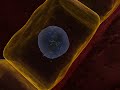 Hepatitis C Infection - 3D Medical Animation