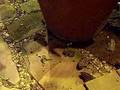 Toads eating black soldier fly larvae Pt.3
