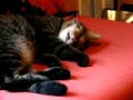 Dreaming Tiger (cat)