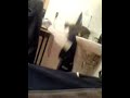 Click here to watch this video Katzen- Fail