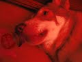wolfhond heeft dorst