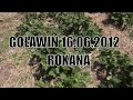 Większe owoce lepszy smak większe zyski z plonów truskawki.