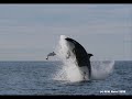 L'orque: un animal libre