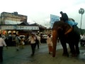 Elephant-a.MP4