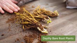 Quick Start Gardening Guide: Bare Root (Hostas & Daylilies)