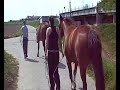 Da steht ein Pferd... Da steht ein Pferd...