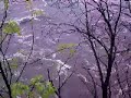Amoskeag Falls May 14th 9AM