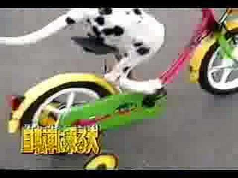 Watch 'Dog Rides a Bicycle'