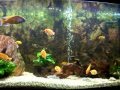 aquarium,akvarijum,malawi,cichlidae,negotin,ribolov