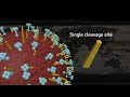 Swine Flu - A9 H1N1 - Why it is Mild
