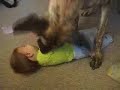 BIG dog playing with a baby