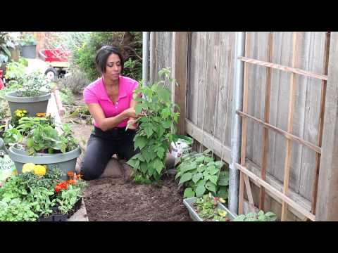 how to harvest raspberry leaves for tea