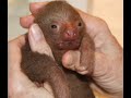 Save Our Sloths