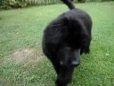 Newfoundland Puppy - Barny Newfoundland Puppy - Barny