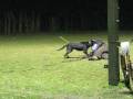 AMAZING ATTACK Yaro eig. Andre Luyken (KNPV K9 PSA)