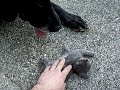ti chat