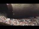 Estes são alguns dos filhotes de lagosta australiana azuis,que se reproduziram juntamente com os bee-shrimp em meu aquário.são de água doce. 