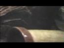 House breed Cherax destructor