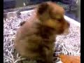 perrito peludo