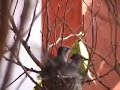 Hummingbird wing test Hummingbird wing test