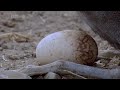 Places,Geology,Life,Zoology