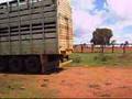 boiadeira na fazenda