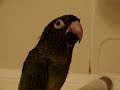 Pompeii the talking Conure Pompeii the talking Conure