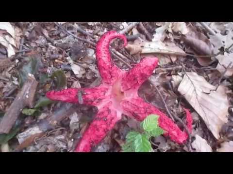 Invasive Pflanzenarten: Tintenfischpilz / Clathrus archeri