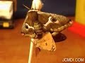 White-Streaked Silkmoth female gets active after mating