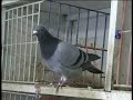 Steve Marsh Racing Pigeons - UK Masters 2
