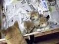 柴犬の子供Part4