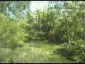 A Sort of Garden