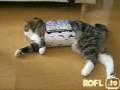 Bekloppte Katze - Frendly_Killer - MyVideo Schweiz3.flv