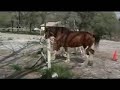 Clydesdale Jumping Clydesdale Jumping
