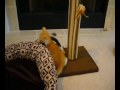 Kittens 2 1