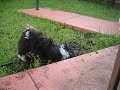Dil in the mud