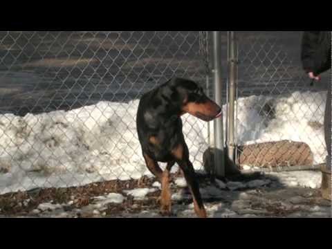 Doberman Pinser