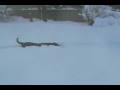 videos de Frannie the Snow Shark