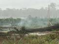 Forests - The Palm Oil Threat