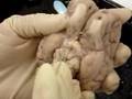 full demo sheep brain