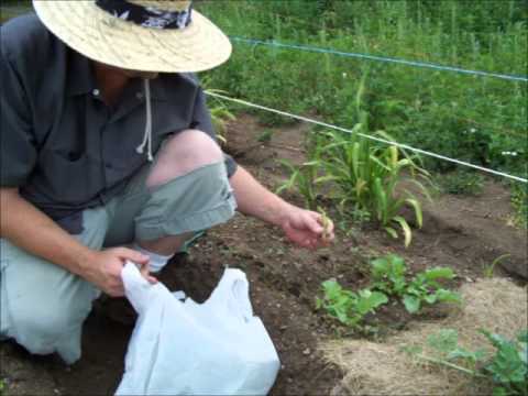 how to harvest radish seeds