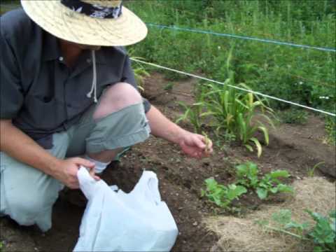 how to harvest radishes