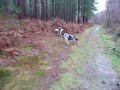 Munsterlander Play