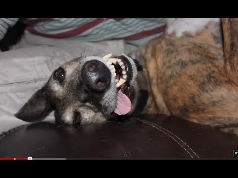 World%27s Stupidest Dog