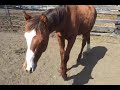 Click here to watch this video Dash Video.mp4