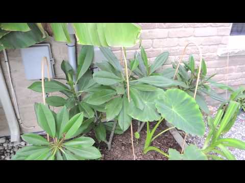 how to fertilize musa basjoo