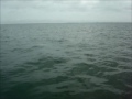 Click here to watch this video Marco Island Hammerhead!