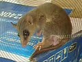 Opossum & Babies