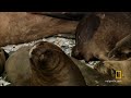 Untamed Americas - Sea Lion Mating Season